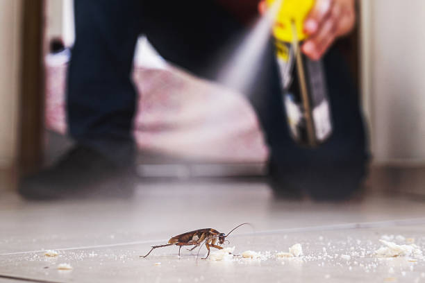 Best Local Pest Control Services  in South River, NJ